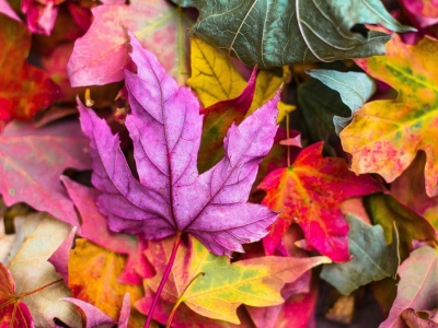 ¿Cómo fortalecer mi salud en otoño?